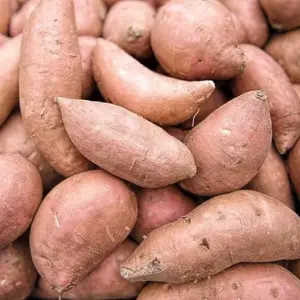 Sweet Potato Seeds Non-GMO Vegetable Seeds for Home Garden 50 Count Orange