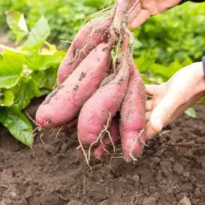 Sweet Potato Seeds Non-GMO Vegetable Seeds for Home Garden 50 Count Orange