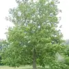 Sycamore Tree Seeds 25Pcs - Fast Growing, Wind Resistant, Outdoor Planting, Green