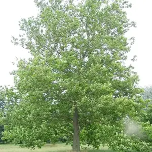 Sycamore Tree Seeds 25Pcs - Fast Growing, Wind Resistant, Outdoor Planting, Green