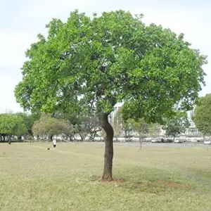 Sycamore Tree Seeds 25Pcs - Fast Growing, Wind Resistant, Outdoor Planting, Green