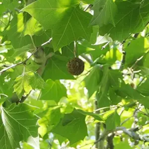 Sycamore Tree Seeds 25Pcs - Fast Growing, Wind Resistant, Outdoor Planting, Green