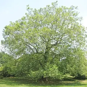 Sycamore Tree Seeds 25Pcs - Fast Growing, Wind Resistant, Outdoor Planting, Green