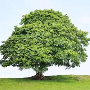Sycamore Tree Seeds 25Pcs - Fast Growing, Wind Resistant, Outdoor Planting, Green