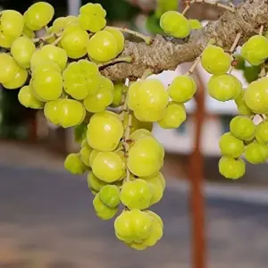 Tahitian Gooseberry Seeds Perennial Evergreen Fruit Tree Seeds Outdoor 5 Pcs Green Pink Red