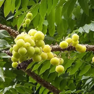 Tahitian Gooseberry Seeds Perennial Evergreen Fruit Tree Seeds Outdoor 5 Pcs Green Pink Red
