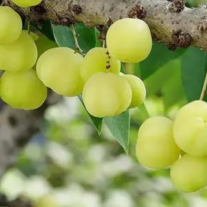 Tahitian Gooseberry Seeds Perennial Evergreen Fruit Tree Seeds Outdoor 5 Pcs Green Pink Red