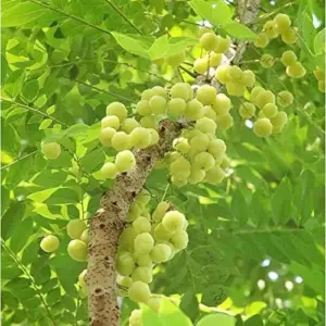 Tahitian Gooseberry Seeds Perennial Evergreen Fruit Tree Seeds Outdoor 5 Pcs Green Pink Red