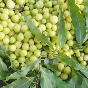 Tahitian Gooseberry Seeds Perennial Evergreen Fruit Tree Seeds Outdoor 5 Pcs Green Pink Red