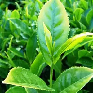 Tea Plant Seeds Camellia sinensis 25 Count Green Full Sun Moderate Watering