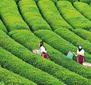 Tea Plant Seeds Camellia sinensis 25 Count Green Full Sun Moderate Watering