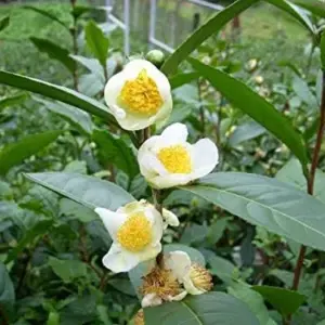Tea Plant Seeds Camellia sinensis 25 Count Green Full Sun Moderate Watering