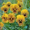 Tiger Eye Flower Seeds 30Pcs, Violet Pansy Perennial Evergreen Hardy for Home Decor