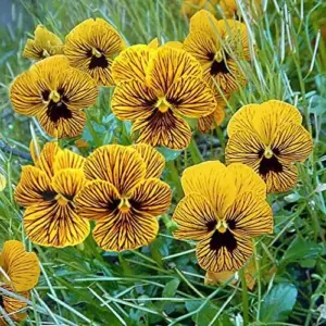 Tiger Eye Flower Seeds 30Pcs, Violet Pansy Perennial Evergreen Hardy for Home Decor