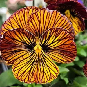 Tiger Eye Flower Seeds 30Pcs, Violet Pansy Perennial Evergreen Hardy for Home Decor
