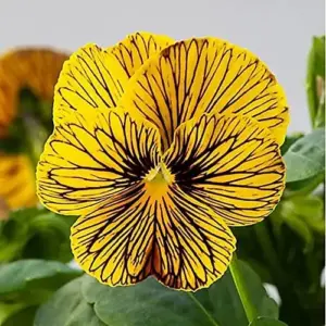 Tiger Eye Flower Seeds 30Pcs, Violet Pansy Perennial Evergreen Hardy for Home Decor