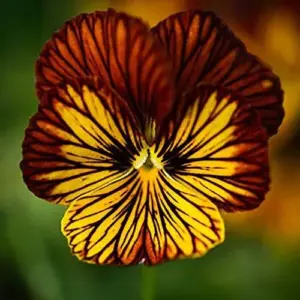 Tiger Eye Flower Seeds 30Pcs, Violet Pansy Perennial Evergreen Hardy for Home Decor