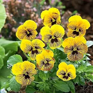 Tiger Eye Flower Seeds 30Pcs, Violet Pansy Perennial Evergreen Hardy for Home Decor