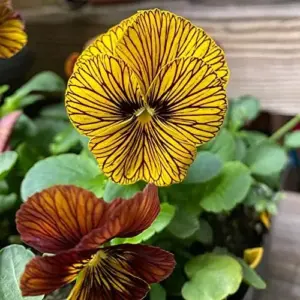 Tiger Eye Flower Seeds 30Pcs, Violet Pansy Perennial Evergreen Hardy for Home Decor