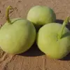 Tinda Gourd Seeds Apple Gourd Vegetable Seeds 100 Pcs White Tender Texture Mild Sweet Flavor Outdoor Garden Planting