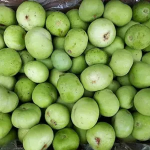 Tinda Gourd Seeds Apple Gourd Vegetable Seeds 100 Pcs White Tender Texture Mild Sweet Flavor Outdoor Garden Planting