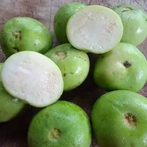 Tinda Gourd Seeds Apple Gourd Vegetable Seeds 100 Pcs White Tender Texture Mild Sweet Flavor Outdoor Garden Planting