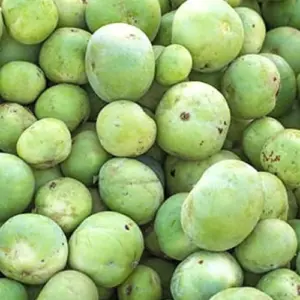 Tinda Gourd Seeds Apple Gourd Vegetable Seeds 100 Pcs White Tender Texture Mild Sweet Flavor Outdoor Garden Planting
