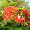 Tropical Flamboyant Tree Seeds Delonix Regia Royal Poinciana Red 50 Pcs for Outdoor Parks & Gardens