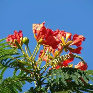Tropical Flamboyant Tree Seeds Delonix Regia Royal Poinciana Red 50 Pcs for Outdoor Parks & Gardens
