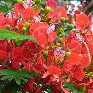 Tropical Flamboyant Tree Seeds Delonix Regia Royal Poinciana Red 50 Pcs for Outdoor Parks & Gardens