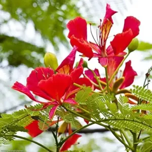 Tropical Flamboyant Tree Seeds Delonix Regia Royal Poinciana Red 50 Pcs for Outdoor Parks & Gardens