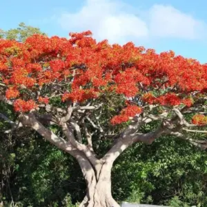 Tropical Flamboyant Tree Seeds Delonix Regia Royal Poinciana Red 50 Pcs for Outdoor Parks & Gardens