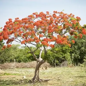 Tropical Flamboyant Tree Seeds Delonix Regia Royal Poinciana Red 50 Pcs for Outdoor Parks & Gardens