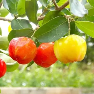 Tropical Fruit Seeds Acerola Malpighia Emarginata Juicy Tart Vitamin C & A 10 Pcs Pink GMO Free