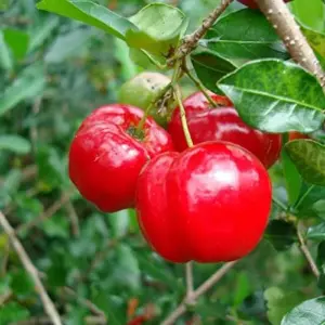 Tropical Fruit Seeds Acerola Malpighia Emarginata Juicy Tart Vitamin C & A 10 Pcs Pink GMO Free