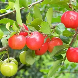 Tropical Fruit Seeds Acerola Malpighia Emarginata Juicy Tart Vitamin C & A 10 Pcs Pink GMO Free