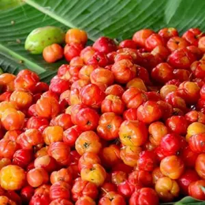 Tropical Fruit Seeds Acerola Malpighia Emarginata Juicy Tart Vitamin C & A 10 Pcs Pink GMO Free