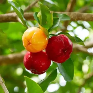 Tropical Fruit Seeds Acerola Malpighia Emarginata Juicy Tart Vitamin C & A 10 Pcs Pink GMO Free