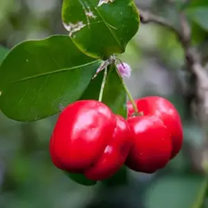 Tropical Fruit Seeds Acerola Malpighia Emarginata Juicy Tart Vitamin C & A 10 Pcs Pink GMO Free