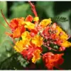 Tropical Seeds Red Peacock Flower Plant 10 Seeds Red Green Drought Tolerant