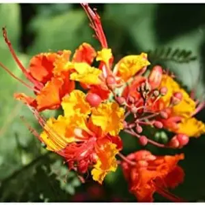 Tropical Seeds Red Peacock Flower Plant 10 Seeds Red Green Drought Tolerant