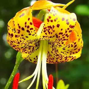 Turk's Cap Lily Seeds Lilium Superbum Elegant Distinct Appearance Hardy Perennial Plant Low-Maintenance Attracts Pollinators 25Pcs Yellow Red Orange