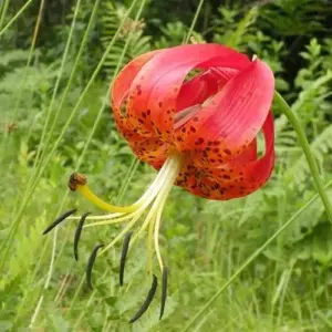 Turk's Cap Lily Seeds Lilium Superbum Elegant Distinct Appearance Hardy Perennial Plant Low-Maintenance Attracts Pollinators 25Pcs Yellow Red Orange