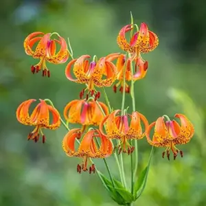 Turk's Cap Lily Seeds Lilium Superbum Elegant Distinct Appearance Hardy Perennial Plant Low-Maintenance Attracts Pollinators 25Pcs Yellow Red Orange