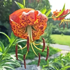 Turk's Cap Lily Seeds Lilium Superbum Elegant Distinct Appearance Hardy Perennial Plant Low-Maintenance Attracts Pollinators 25Pcs Yellow Red Orange