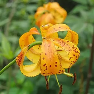 Turk's Cap Lily Seeds Lilium Superbum Elegant Distinct Appearance Hardy Perennial Plant Low-Maintenance Attracts Pollinators 25Pcs Yellow Red Orange