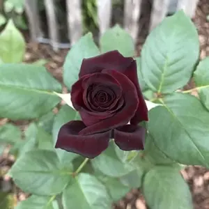 Velvet Red Rose Seeds Double Blooms Fragrant Cut Flower Garden Patio Outdoor 20 Pcs