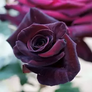 Velvet Red Rose Seeds Double Blooms Fragrant Cut Flower Garden Patio Outdoor 20 Pcs