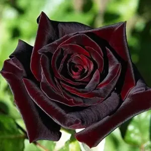 Velvet Red Rose Seeds Double Blooms Fragrant Cut Flower Garden Patio Outdoor 20 Pcs