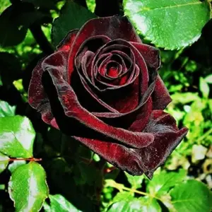 Velvet Red Rose Seeds Double Blooms Fragrant Cut Flower Garden Patio Outdoor 20 Pcs